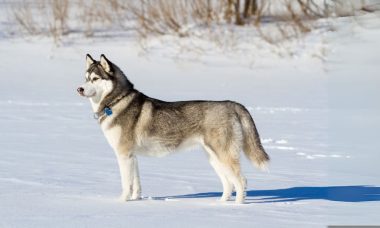 ไซบีเรียน ฮัสกี้(Siberian Husky)5