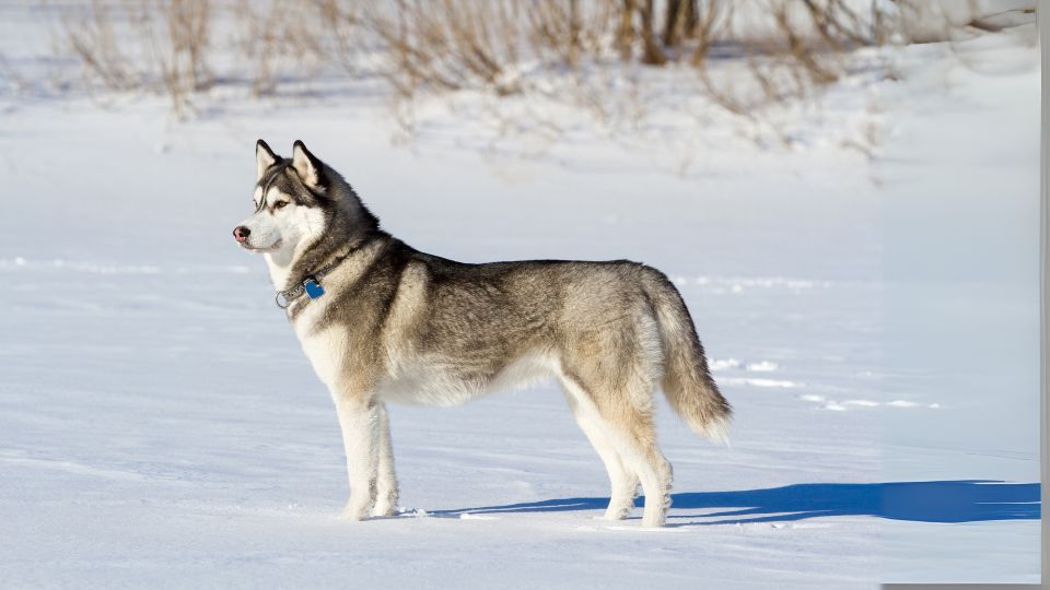 ไซบีเรียน ฮัสกี้(Siberian Husky)5