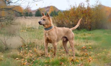 ไทเกอร์ ด็อก(Thai Ridgeback)6