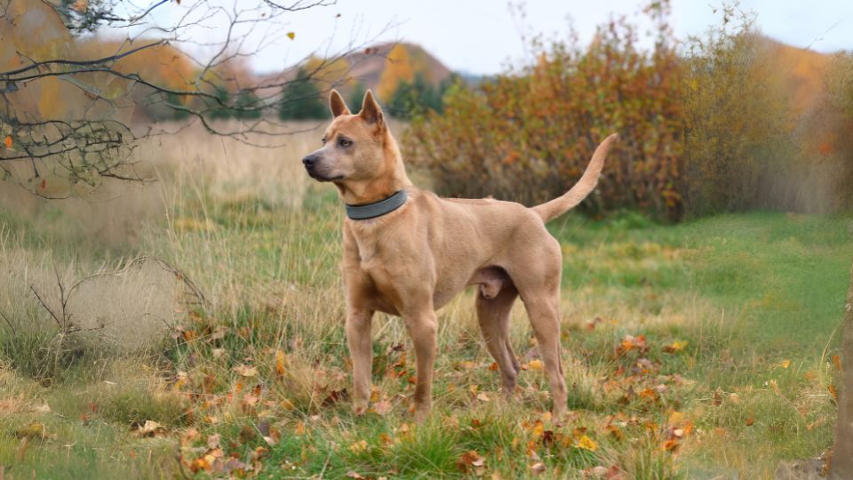 ไทเกอร์ ด็อก(Thai Ridgeback)6
