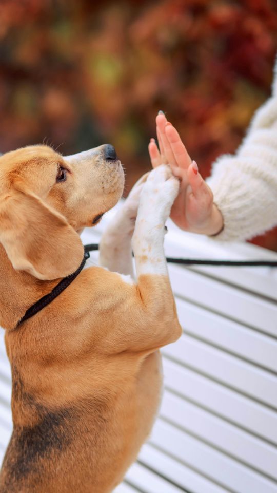Beagle puppy