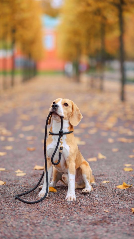 Beagle puppy