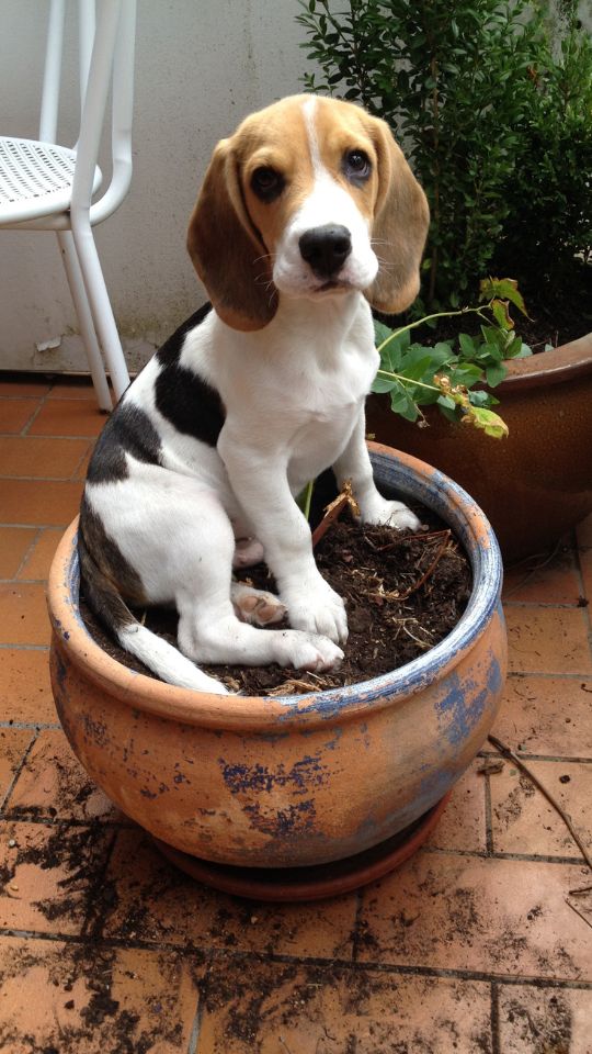 Beagle puppy