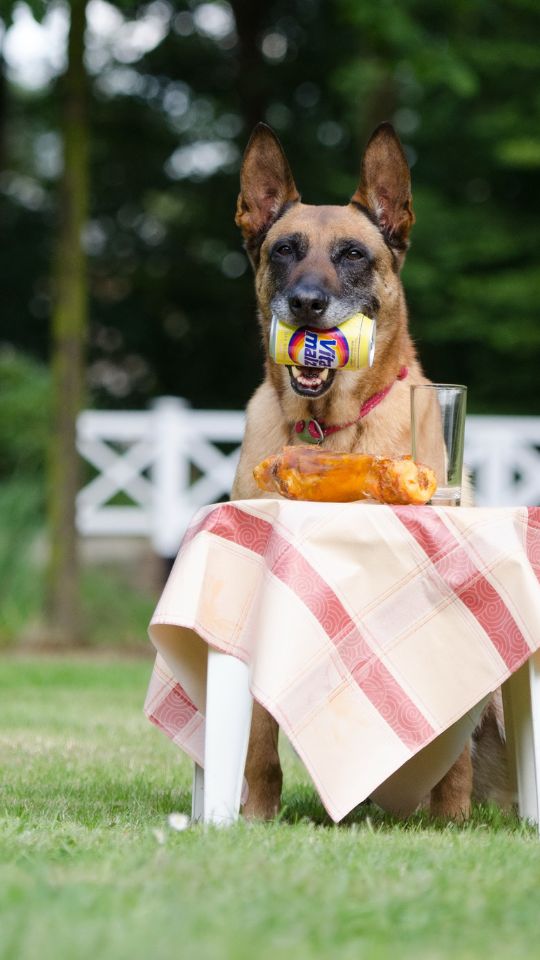 Belgian Malinois