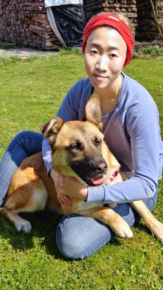 Belgian Malinois