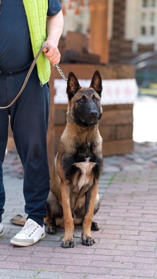 Belgian Malinois