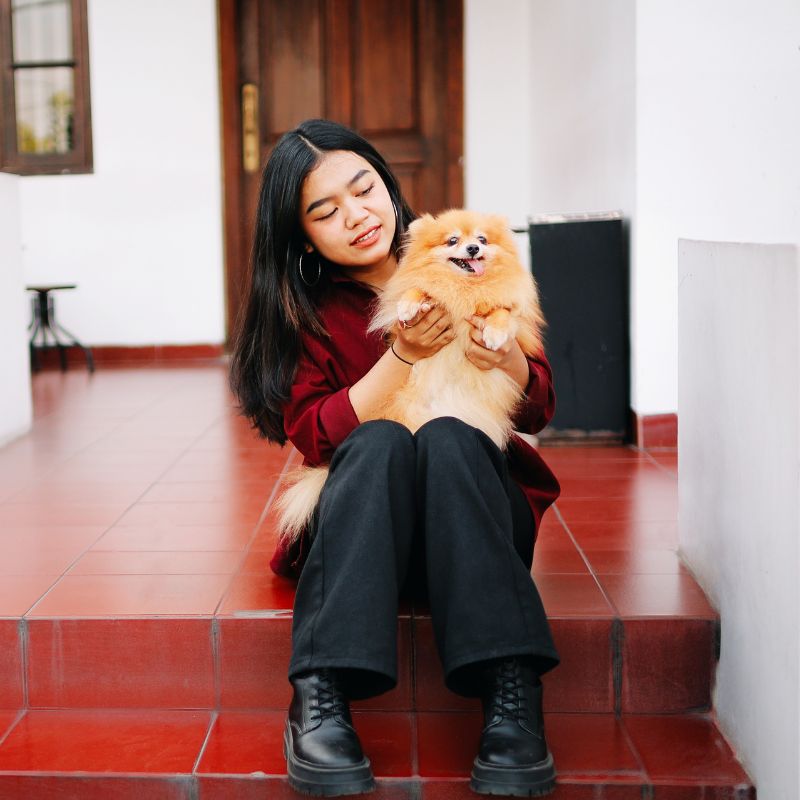 ปอมเมอเรเนียน (Pomeranian)