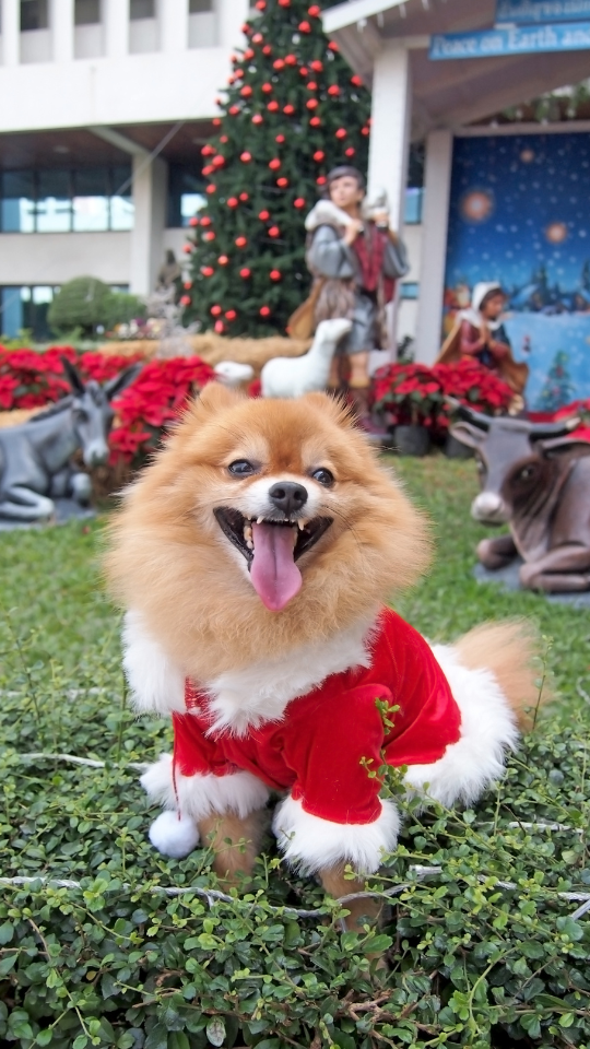ปอมเมอเรเนียน (Pomeranian)