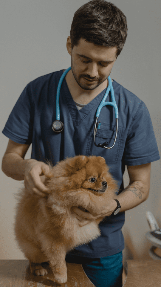 ปอมเมอเรเนียน (Pomeranian)