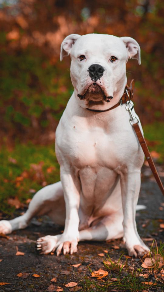 American Bulldog