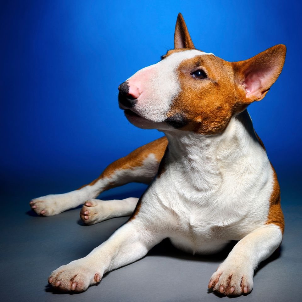 Bull Terrier