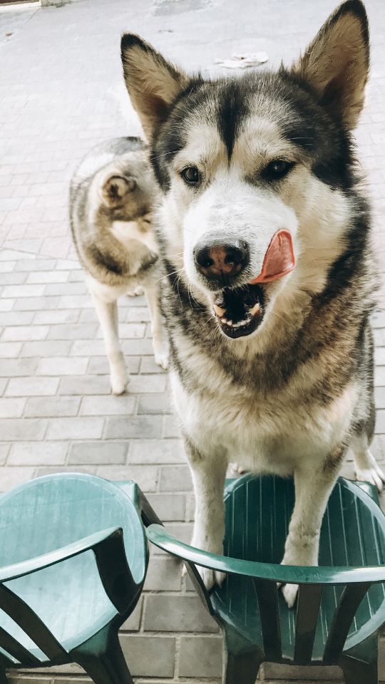 Alaskan Malamute