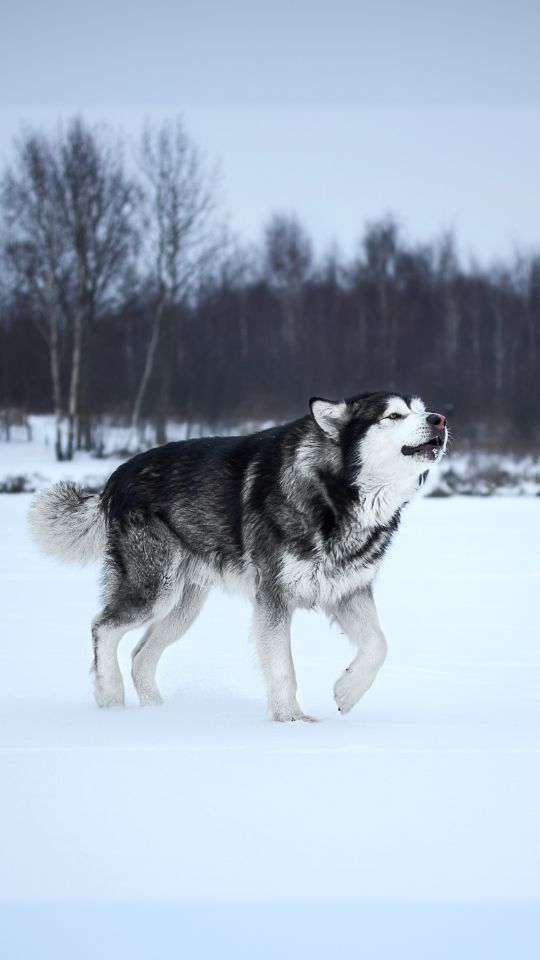 Alaskan Malamute