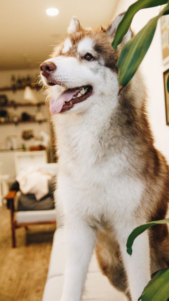 Alaskan Malamute