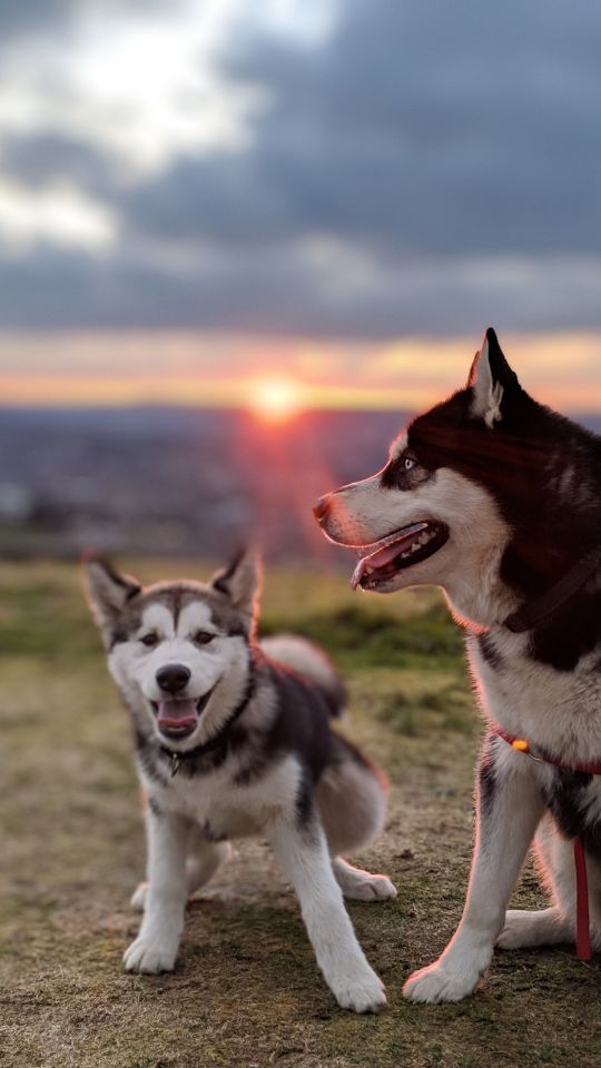 Alaskan Malamute