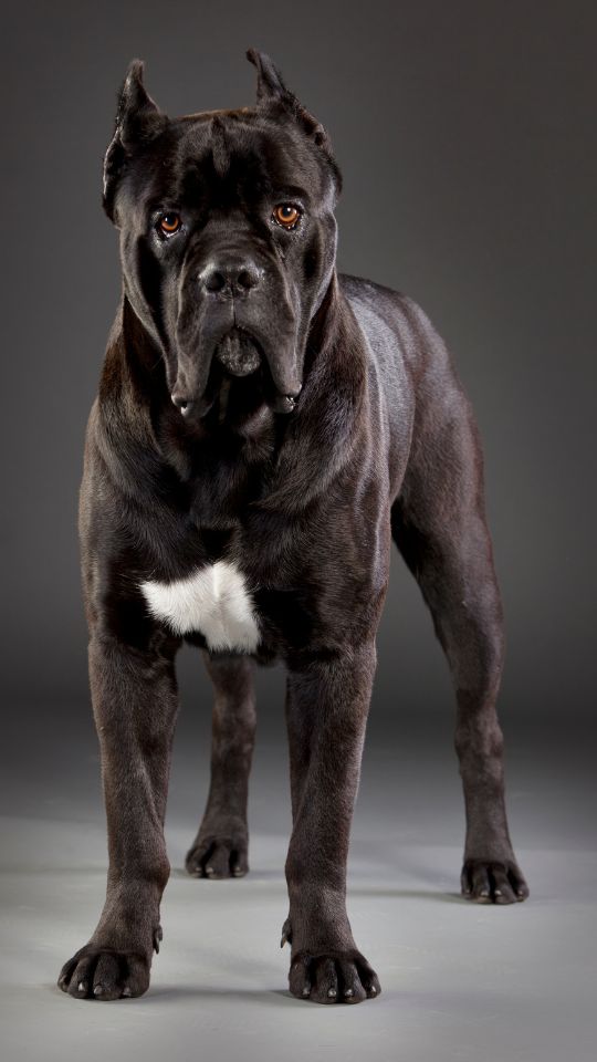 เคน คอร์โซ (Cane Corso