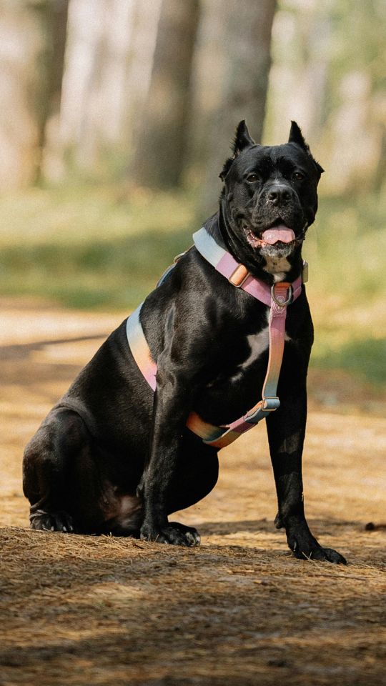 เคน คอร์โซ (Cane Corso