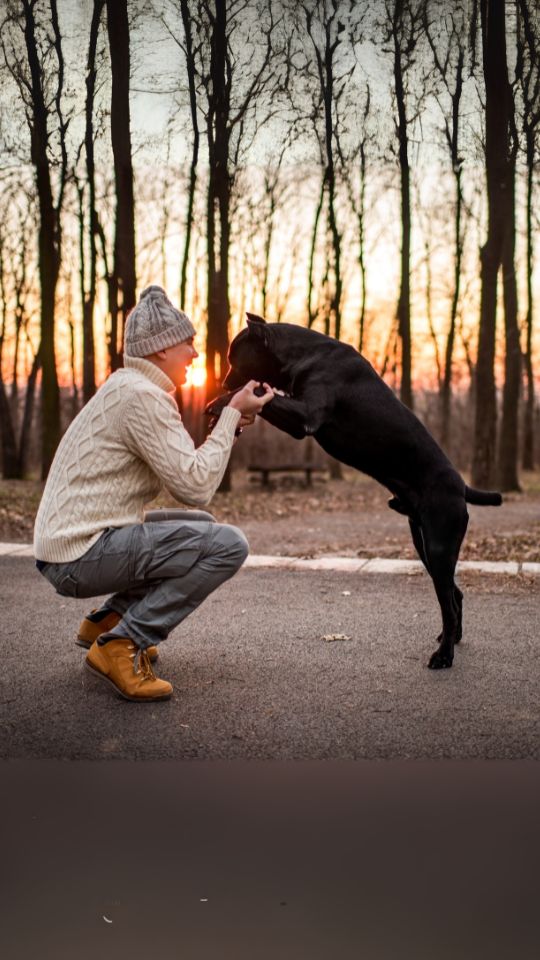 เคน คอร์โซ (Cane Corso