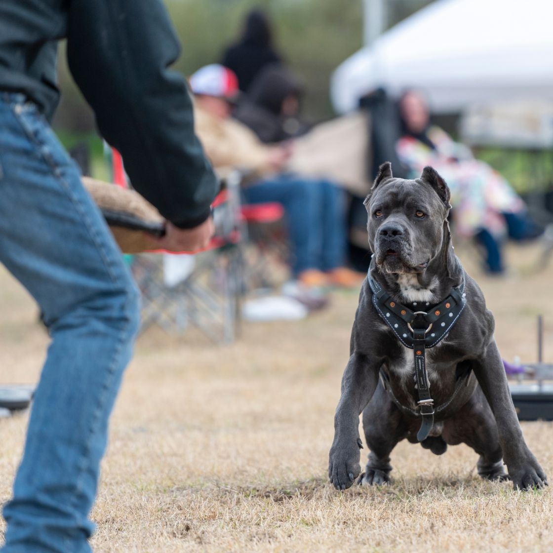 เคน คอร์โซ (Cane Corso