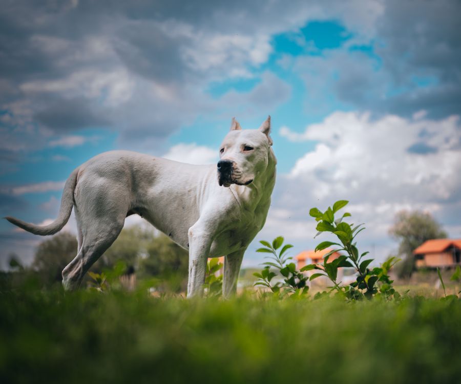 Dogo Argentino