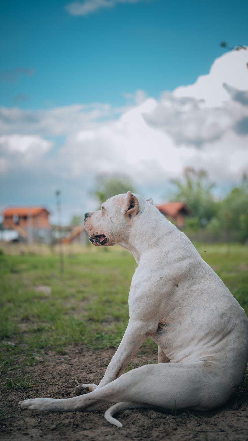 Dogo Argentino