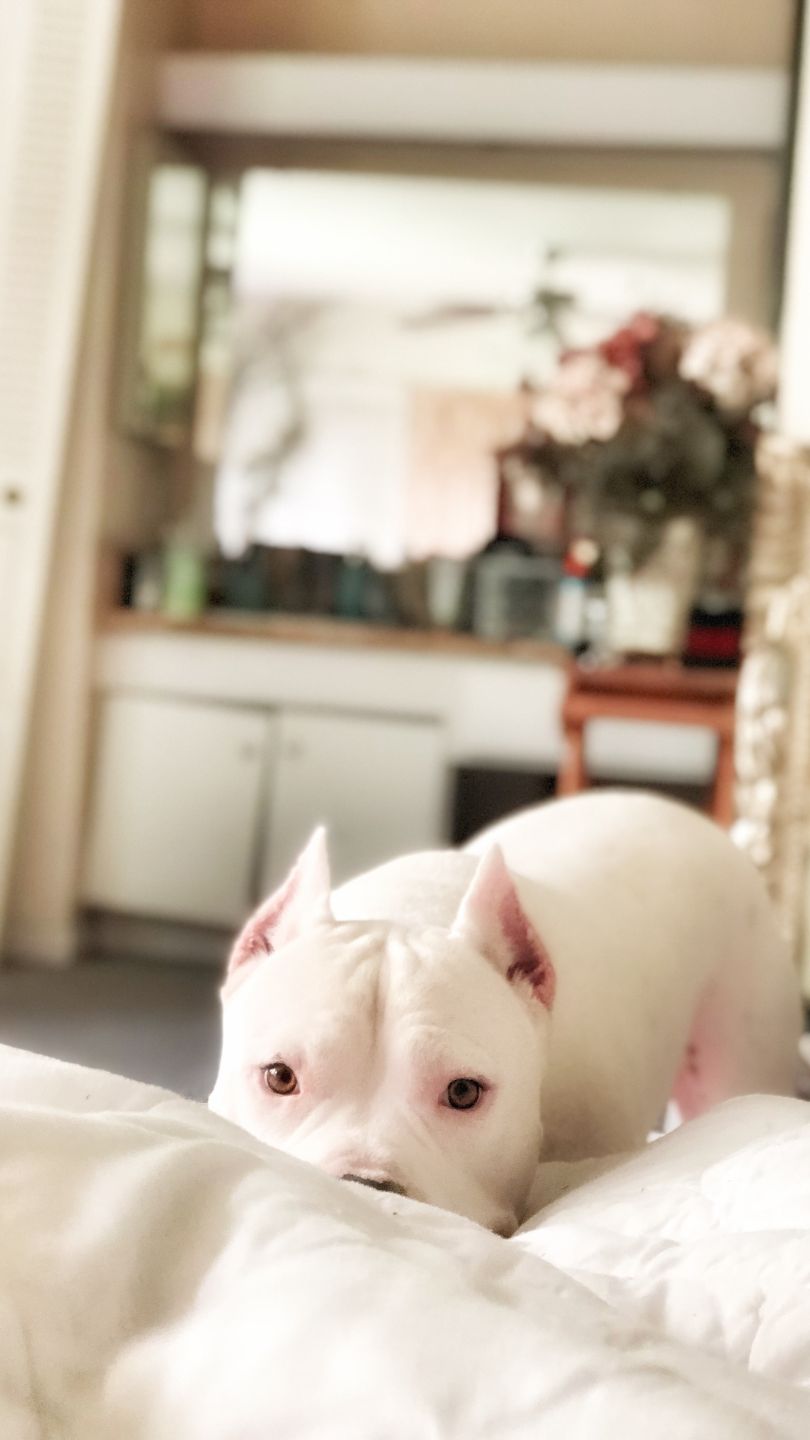 Dogo Argentino