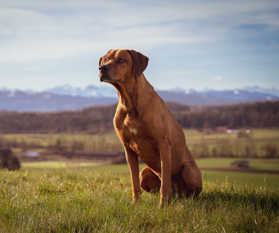 Thai Ridgeback
