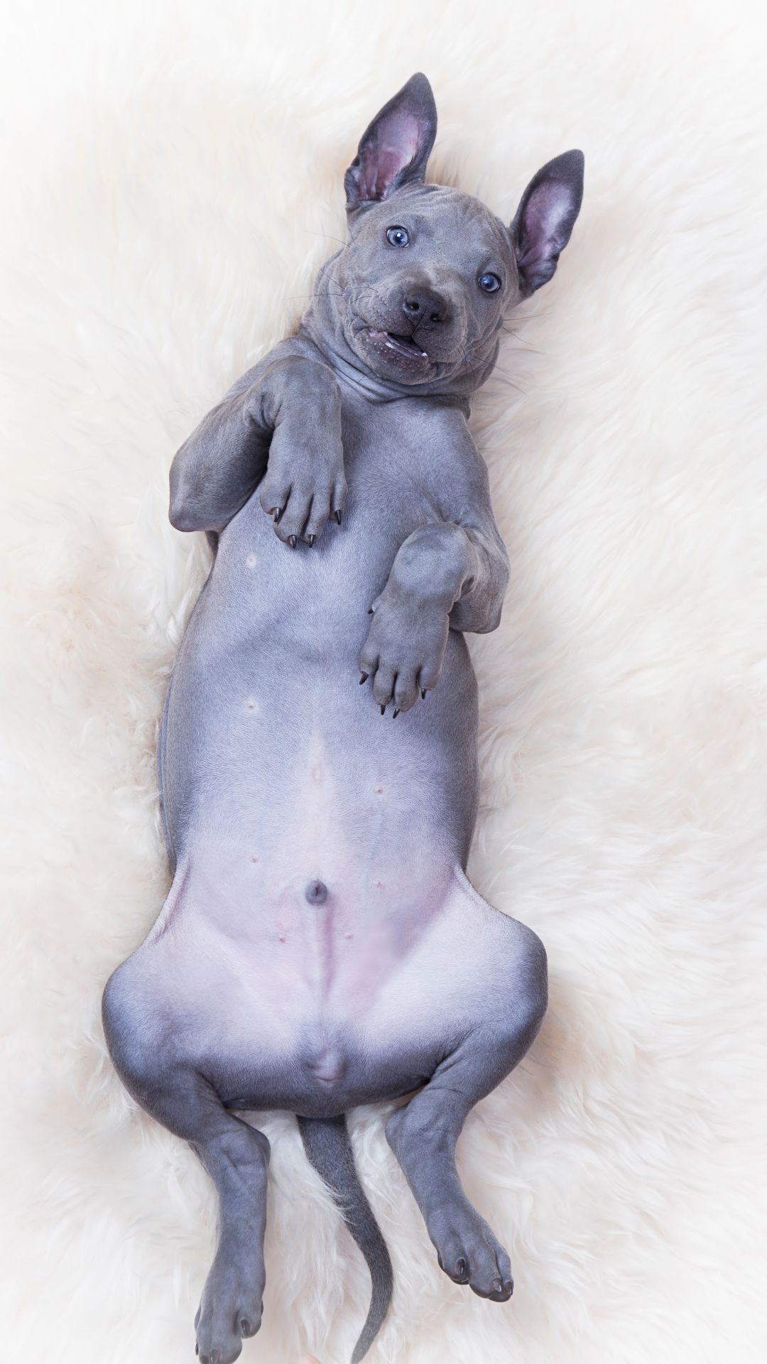 Thai Ridgeback
