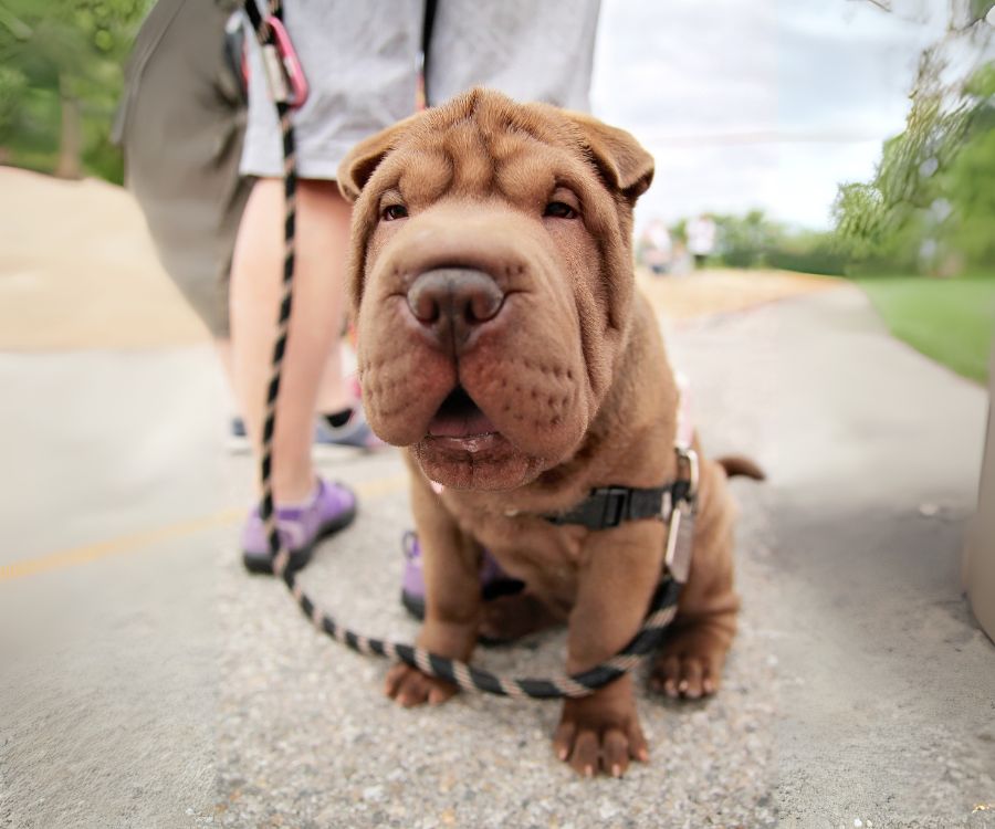 ชาเป่ย์ Shar-Pei