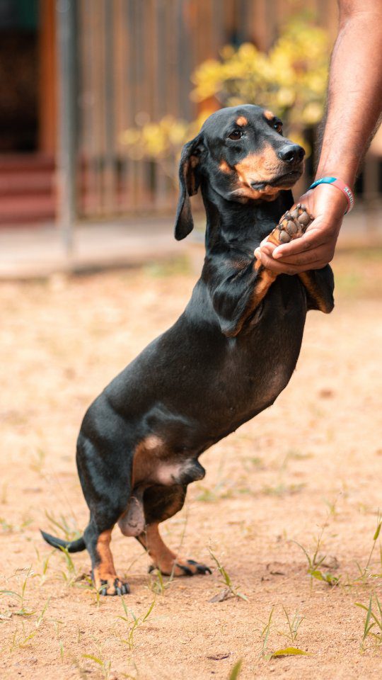 Dachshund