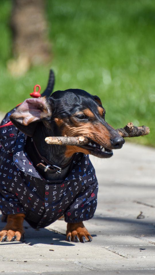 Dachshund