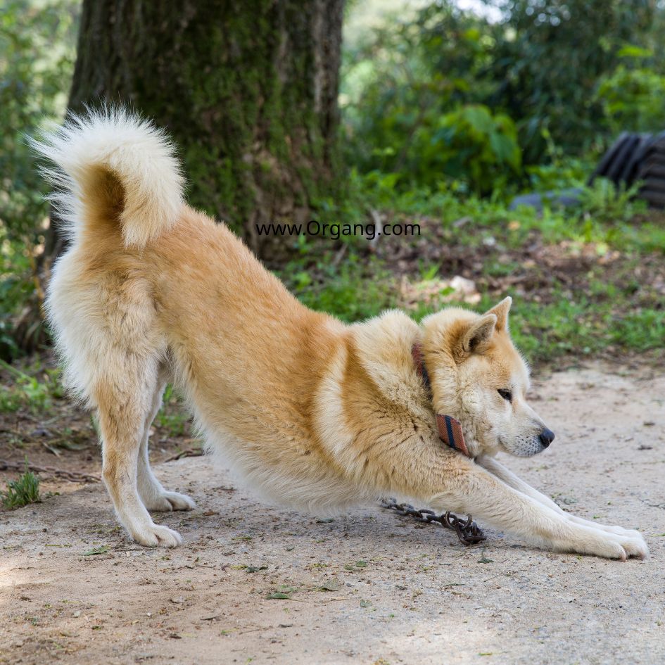 Korean Jindo