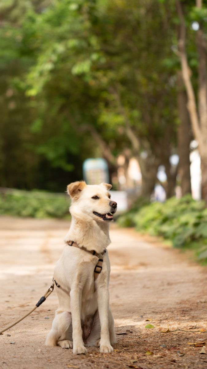 Korean Jindo