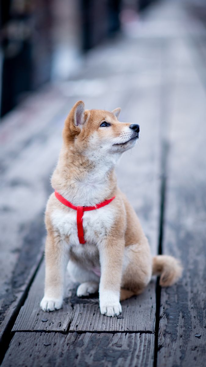 Korean Jindo