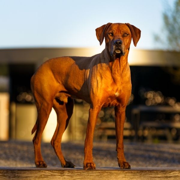 rhodesian-ridgeback