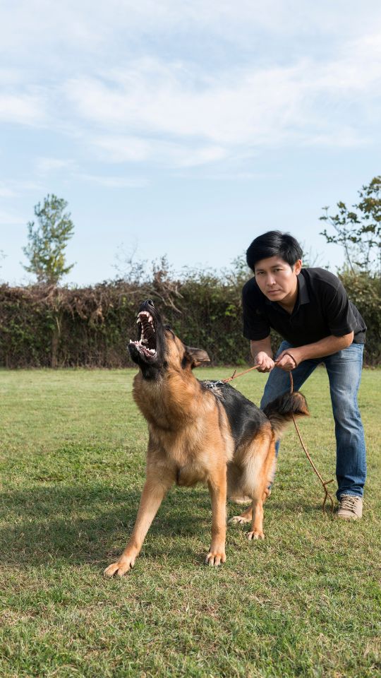 ฝึกสุนัข