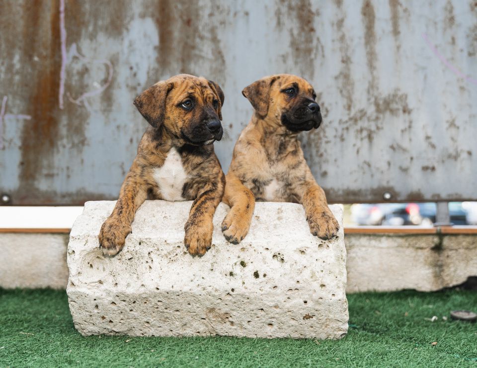 เปรซา คานาริโอ