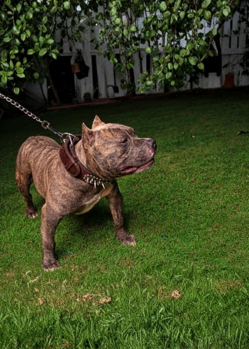 เปรซา คานาริโอ