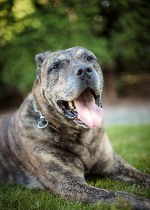 เปรซา คานาริโอ