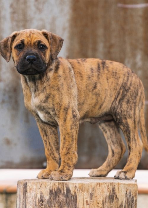 เปรซา คานาริโอ