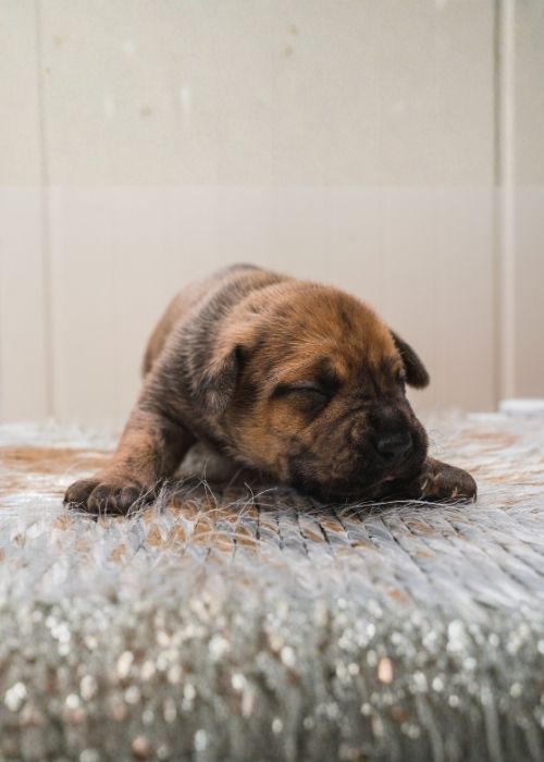 เปรซา คานาริโอ