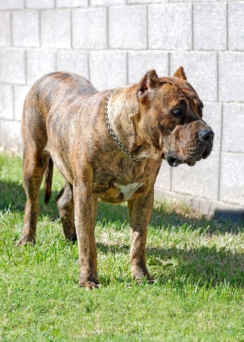 เปรซา คานาริโอ