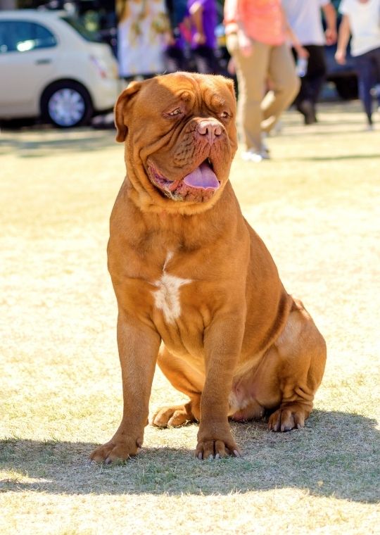 ฝึกหมา Dogue de Bordeaux