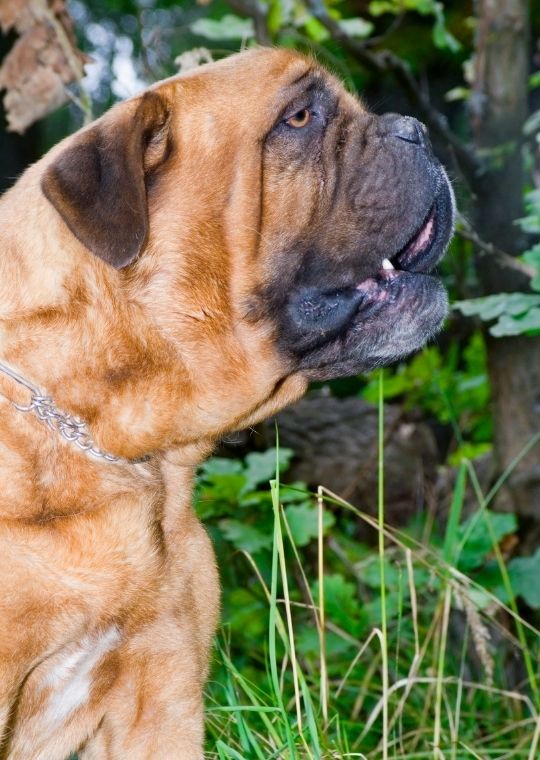 ฝึกหมา Dogue de Bordeaux