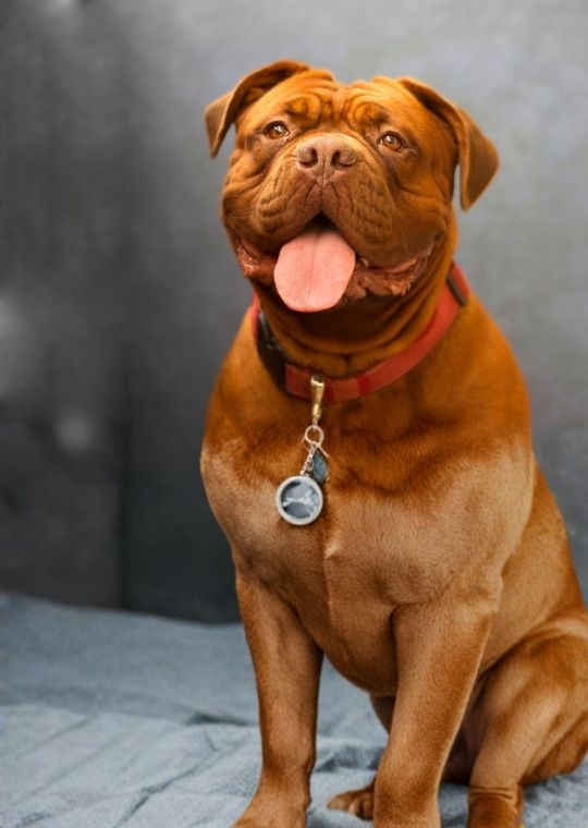 ฝึกหมา Dogue de Bordeaux