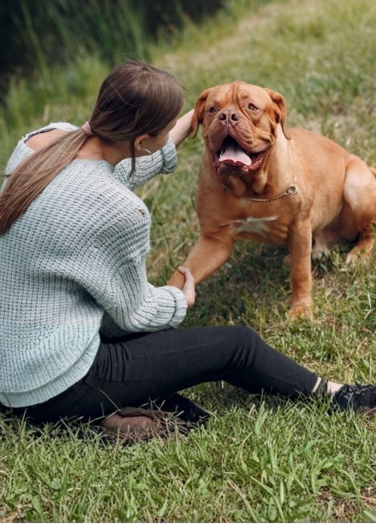 ฝึกหมา Dogue de Bordeaux