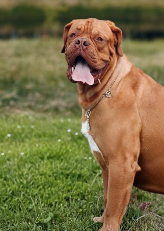 ฝึกหมา Dogue de Bordeaux