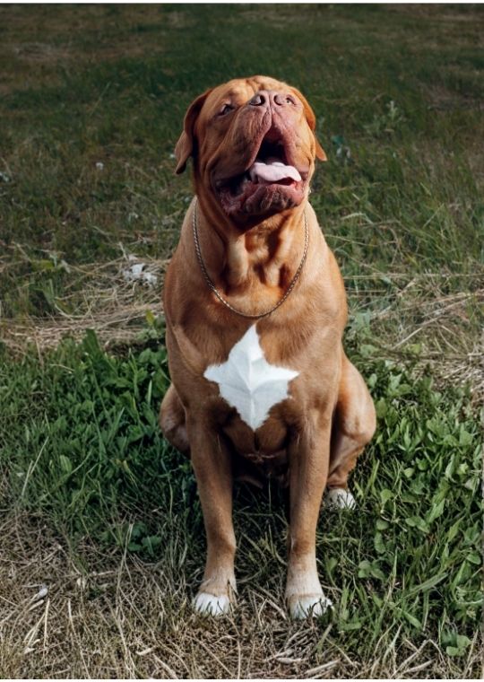 ฝึกหมา Dogue de Bordeaux