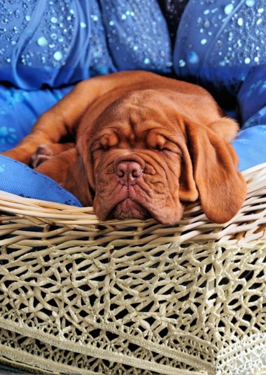 ฝึกหมา Dogue de Bordeaux