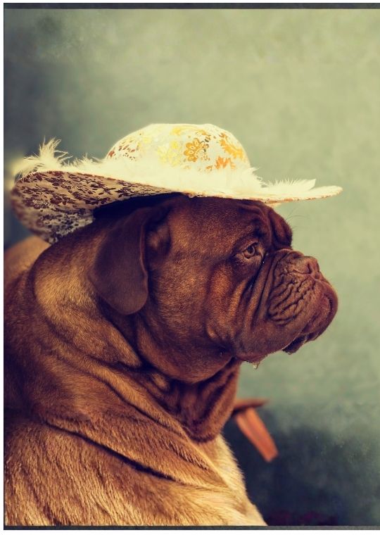 ฝึกหมา Dogue de Bordeaux